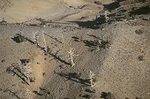 Cèdres de l'Atlas morts sur zone en cours de déforestation ; Région d'Ifrane