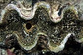 Giant Clam valves opened to breathe and filter Red sea