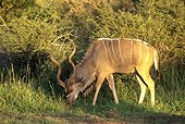 Grand Koudou broutant PN Kruger Afrique du Sud