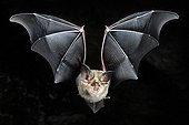 Greater Horseshoe Bat in flight Normandie France