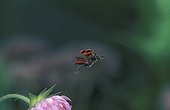 Clairon des abeilles en vol