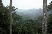 Forest of the National park of Taï Ivory Coast
