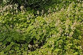 Fomaflower in summer 