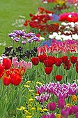 Mix of Tulips  in spring