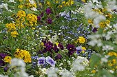 Violas and wallflowers in a massif of flowers France 