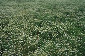 Floor of Disc mayweed in flower Meurthe and the Moselle