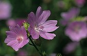 Musk mallow in flower Meurthe and the Moselle