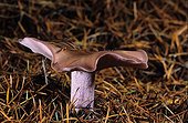 Fungi in underwood of softwood Meurthe et Moselle France