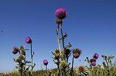 Thistles and Wasps on the island of Houat France