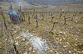 Taille de la vigne dans le vignoble de Château-Chalon Jura
