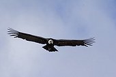 Andean Condor male flying Patagonia Argentina
