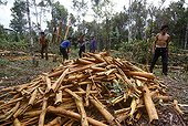 Chantier de récolte de cannelle à Sumatra