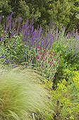Border of Stipa Lychnis and Sage 