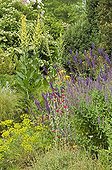 Sage and Lychnis in a yellow border