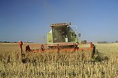 Combine-harvester collecting Turnip Brie France