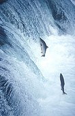 Salmons jumping Katmai NP Alaska USA 