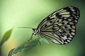 Papillon posé sur une feuille