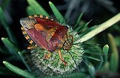 Red Shield bug on a scabiosa