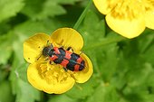 Beetle gathering nectar Saône-et-Loire France