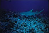 Sicklefin lemon shark and Golden Trevally Rangiroa Polynesia ; "Rangiroa sous le signe du poisson" page 78