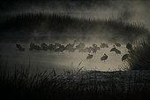 Red Crowned Crane colony in the fog Japan