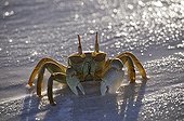 Crabe fantôme à cornes sur une plage des Seychelles