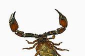 Scorpion view from underneath Studio