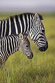 Adult with foal Burchell’s zebra Amboseli NP Kenya