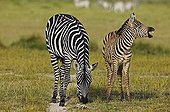 Adult with foal Burchell’s zebra Lake Nakuru NP Kenya