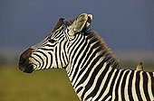 Burchell’s zebra with redbilled oxpeckers Amboseli NP Kenya