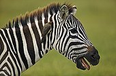 Burchell’s zebra with redbilled oxpeckers Amboseli NP Kenya