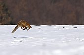 Red fox hunting in snow in Savoy France 