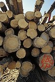 Pine ponderosa showing a infestation by dendroctones  Canada