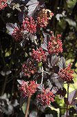 Fruits of Physocarpus “Diabolo' in July  