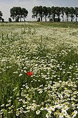 Field of Matricaires camomile in spring Netherlands    ; Place: Island of Tiengemeten  