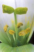 Stigmates d'un Lisianthus recouvert de pollen ; Grossissement X 1, 3