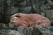 Pacific Walrus lowered on a rock Round Island Alaska