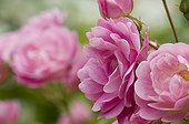 Roses 'Cornélias' à la belle saison 