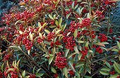 Skimmias of Japan at the beginning of November  