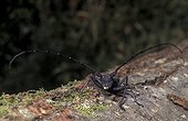 Male Longicorn beetle on a trunk France