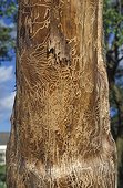 Galleries of Bark Beetle on a dead tree trunk France