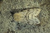 Asian gypsy moth hiding on a rock France