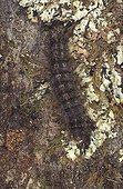 Caterpillar of Asian gypsy Moth on a trunk France