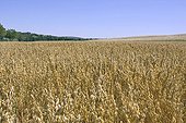 Oat field before the harvest France