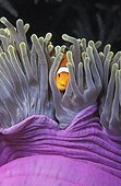 Clown anemonefish in its Sea anemone Thailand