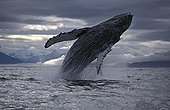 Humpback whale breaching Alaska USA