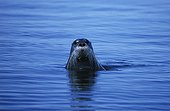 Bearded Seal Hudson Bay