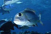 Bigeye Emperor Red sea Sudan