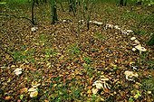 Bitter Poisonpies in fairy ring in undergrowth France