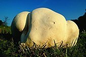 Giant Puffball in a pasture France